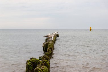 Denizdeki ahşap bir duvarda martılar