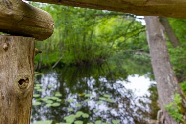 Ormanda zambakları olan küçük bir göl.