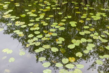 Ormanda zambakları olan küçük bir göl.