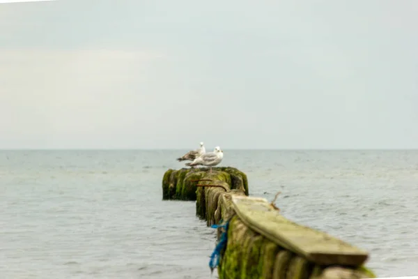 Mouettes Sur Mur Bois Dans Mer — Photo