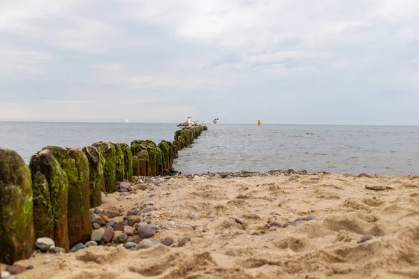 Mouettes Sur Mur Bois Dans Mer — Photo