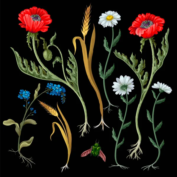 Botaniska blommor såsom vallmo, kamomill, örat av vete isolerad — Stock vektor