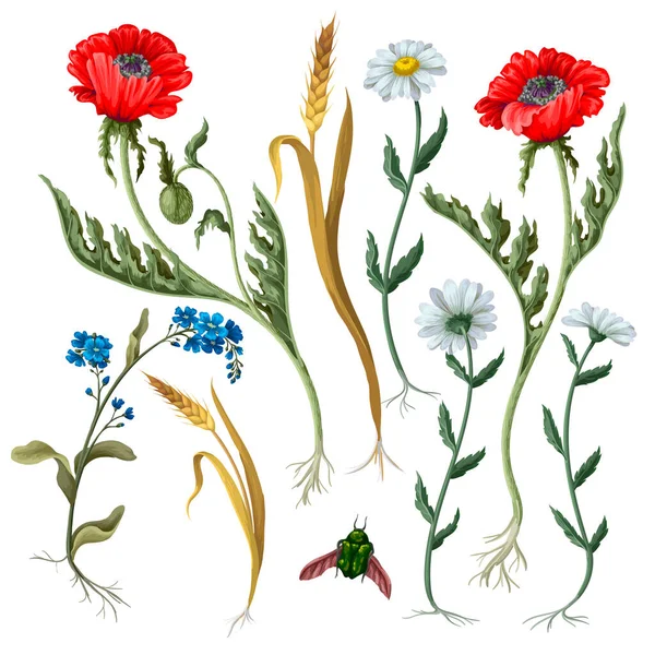 Botaniska blommor såsom vallmo, kamomill, örat av vete isolerad — Stock vektor
