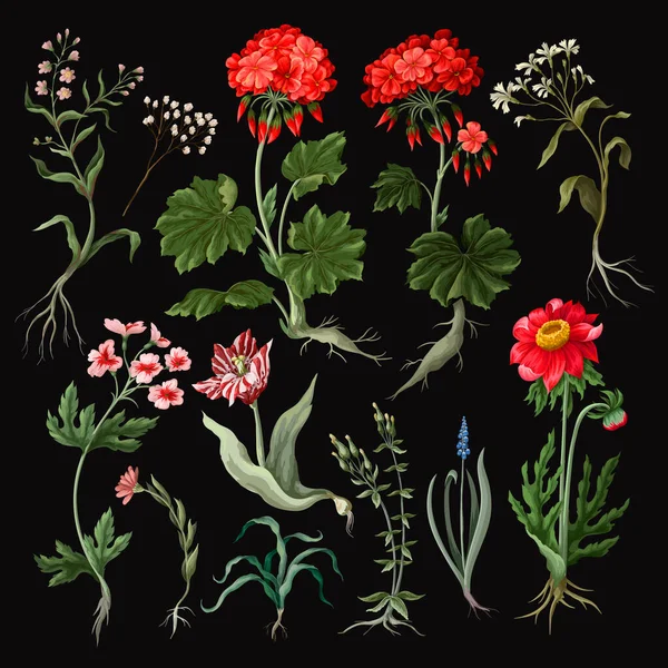 Geranium, tulpan och andra vilda blommor isolerade. — Stock vektor