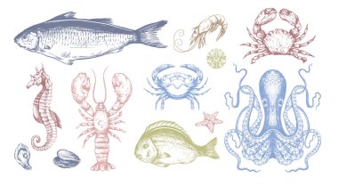 Balık deniz vektörü, yengeç ahtapot, ıstakoz ve deniz yıldızı çizimlerini izole etti..