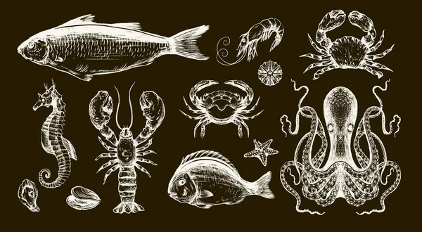 Balık deniz vektörü, yengeç ahtapot, ıstakoz ve deniz yıldızı çizimlerini izole etti..