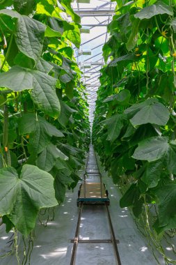 Salatalıklar, salatalık yetiştirmek için serada salatalık, sanayi serasında salatalık olgunlaşır..