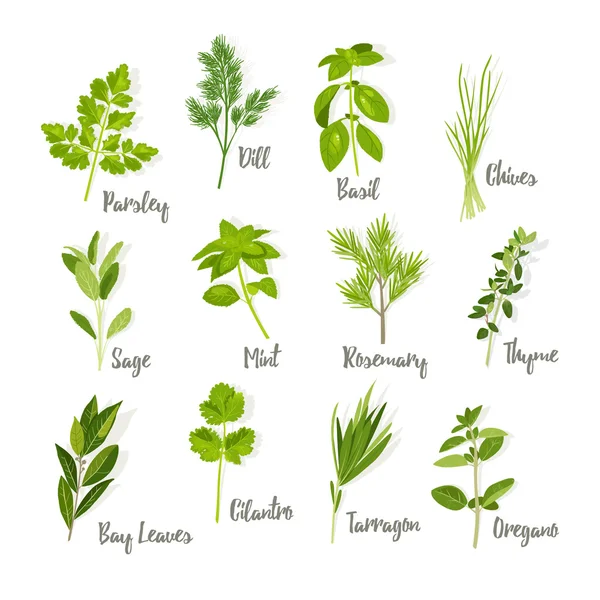 Set of herbs isolated — Stock Vector