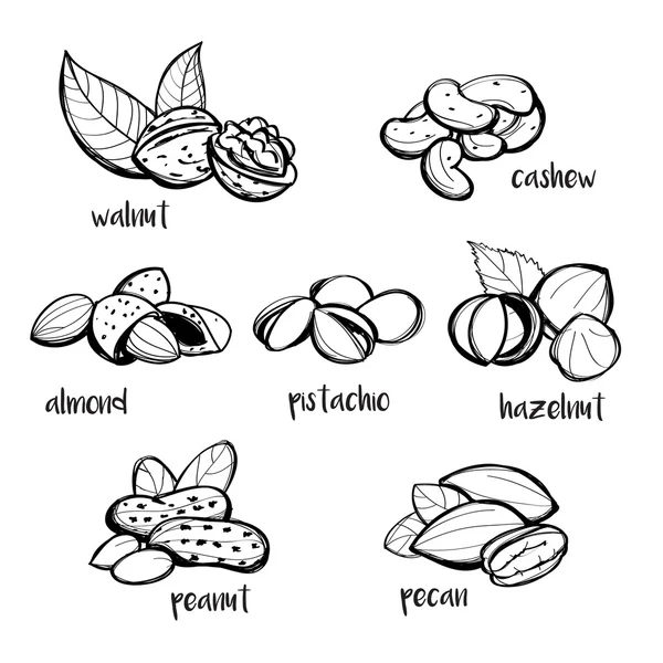 Set of hand drawn nuts — Stock Vector