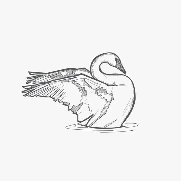 Estilo Vintage Cisne Dibujo Vector Ilustración — Archivo Imágenes Vectoriales