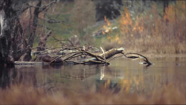 Coypu jest również znany jako Nutria, siedzi na pniu w środku jeziora. Rzeczny szczur. Kaczki pływają w opuszczonym jeziorze Wideo Stockowe bez tantiem