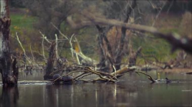 Nutria gölün ortasında bir kütüğün üzerinde oturuyor. Birçok ördek terk edilmiş gölde yüzer. Yaşlı ağaçlar suda yatıyor.