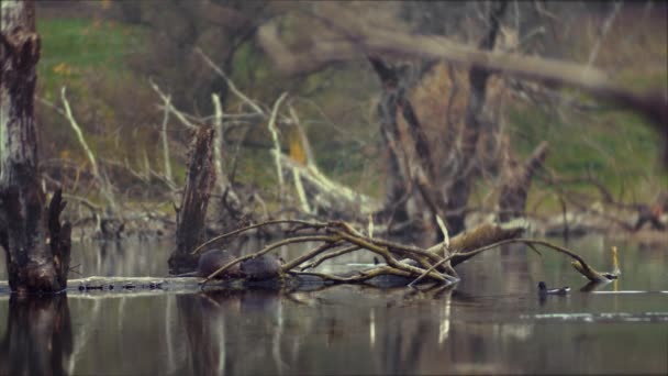 Нутрия сидит на бревне посреди озера. Утки плавают в заброшенном озере. Старые деревья лежат в воде — стоковое видео