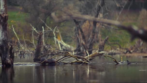 Nutria istuu hirressä keskellä järveä. Monet ankat uivat hylätyssä järvessä. Vanhat puut ovat vedessä. — kuvapankkivideo