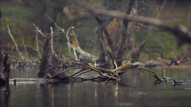 Eenden zwemmen in de buurt van oude bomen waar nutria rusten in een verlaten meer — Stockvideo