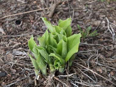 Johnson City, Tennessee Birleşik Devletleri 2021-04-09 Yeşil Santral