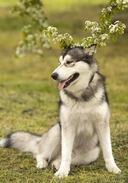 Funny Young Alaskan Malamute Dog Standing Grass Springtime Meadow — Stock Photo, Image