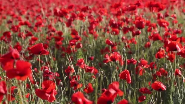 Field of red poppies flowers — Stock Video