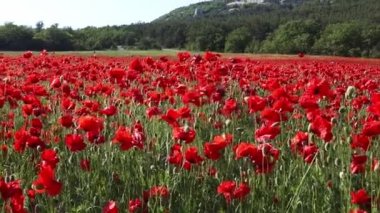 Kırmızı gelincik tarlası çiçekleri