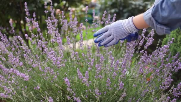 As mãos de uma mulher jardineira estão classificando flores no arbusto de lavanda no quintal — Vídeo de Stock