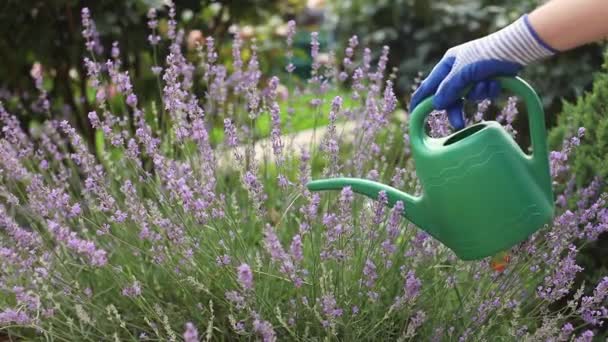 女性庭師の手はプラスチック製の散水缶によって花を注ぎます — ストック動画