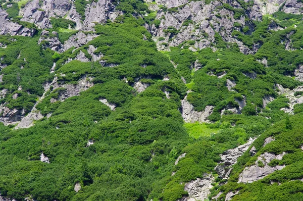 ポーランド、タトラ山脈 — ストック写真