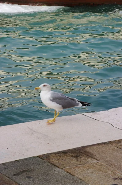 Seagull in Venetië — Stockfoto