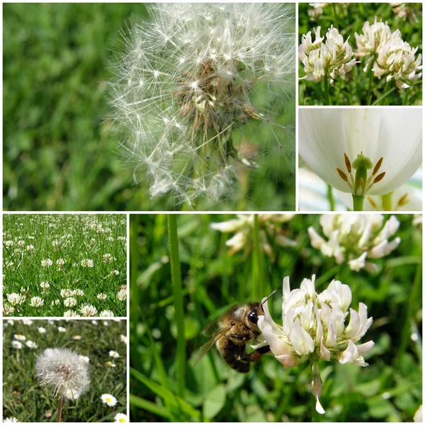 Fiori - collage di fotografie — Foto Stock