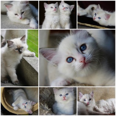 Ragdolls - fotoğraf kolaj