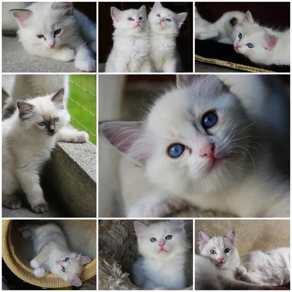 Ragdolls - fotoğraf kolaj