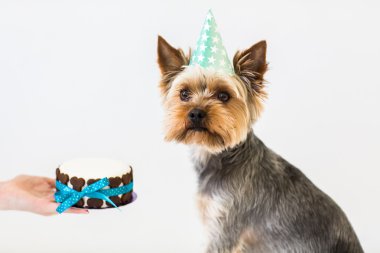 York köpek küçük doğum günü pastası yiyor