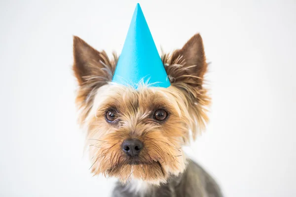 york dog with a party hat over white