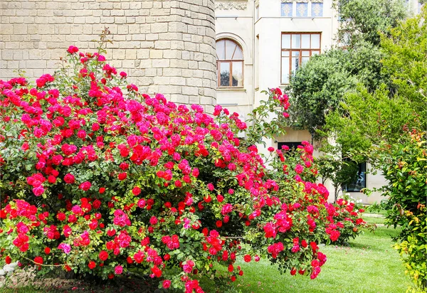 Cespuglio di rose rosse in giardino — Foto Stock