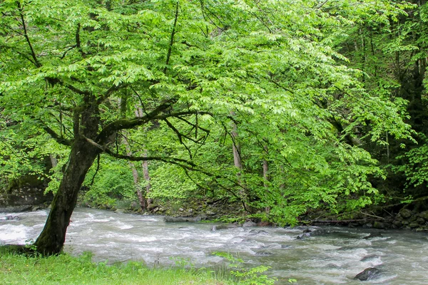 A folyó a hegyi erdő mélyén. Természet összetétele. — Stock Fotó