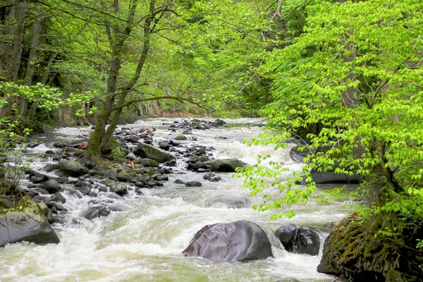 Fluss tief im Bergwald. Zusammensetzung der Natur. — Stockfoto