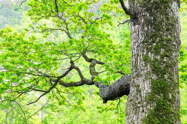 Stort träd med grenar — Stockfoto