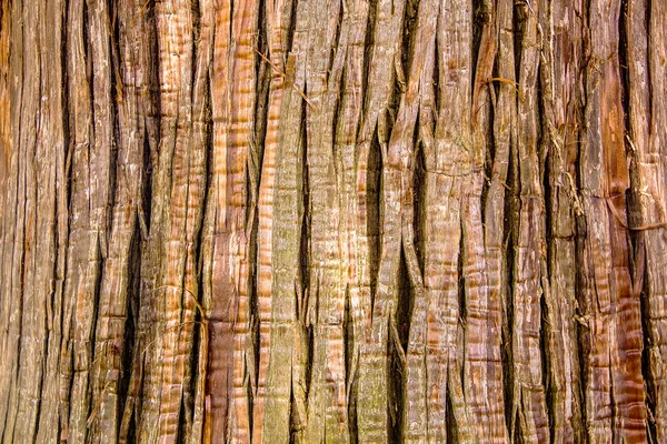 Primer plano de corteza de árbol gigante — Foto de Stock