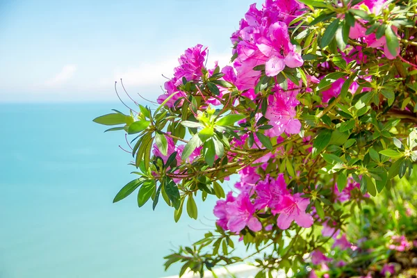 Rhododendron blommor på havet bakgrunden — Stockfoto