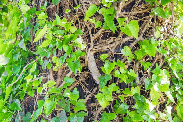 Ivy växer på ett träd i skogen — Stockfoto