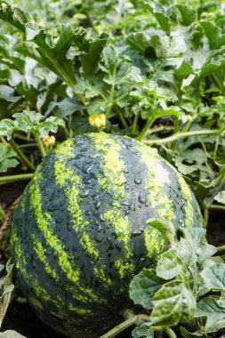 yağmur sonrası Mellon su