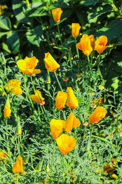 カリフォルニアのケシの花のクローズ アップ — ストック写真