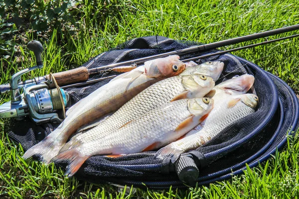 Rybářské úlovky na trávě a rybaření gea — Stock fotografie