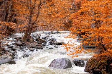 Dağ ormanının derinliklerinde bir nehir. Doğa bileşimi.
