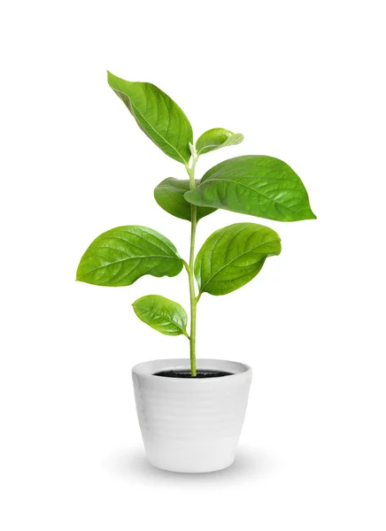 Petit semis vert dans un pot isolé sur blanc — Photo