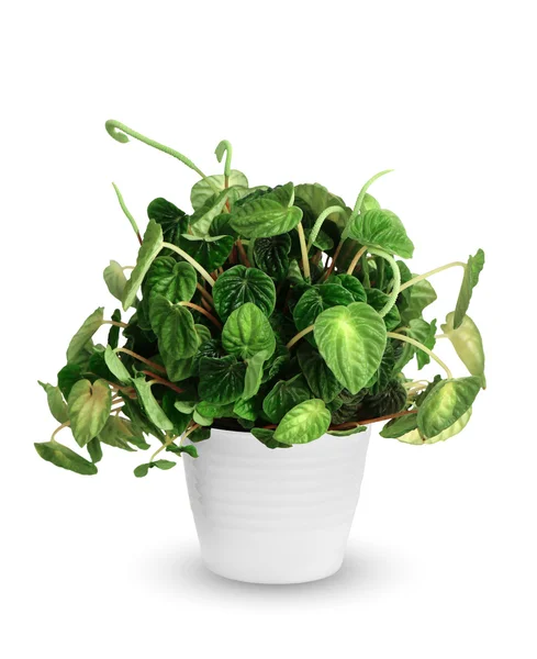 Houseplant - Peperomia caperata a potted plant isolated over whi — Stock Photo, Image
