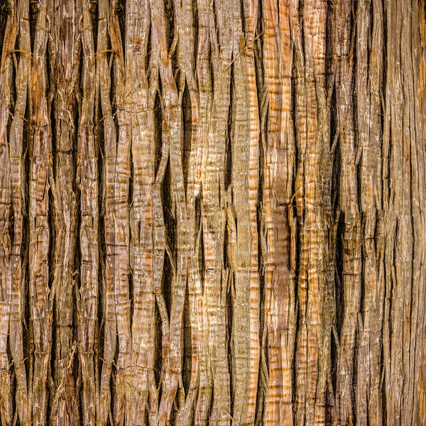 Primer plano de corteza de árbol gigante — Foto de Stock
