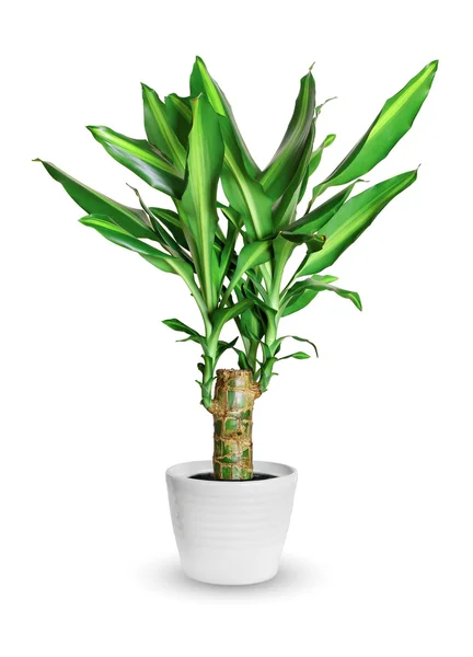 Cserepes növény - dracaena steudneri stemm egy cserepes növény elszigetelt ov — Stock Fotó