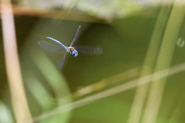 In-Your-Face Dragon — Stockfoto