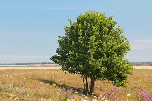Yeşil yalnız ağaç büyüyen bir çayır — Stok fotoğraf