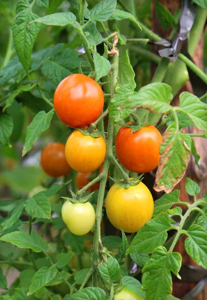 Red tomatoes in a garden — Stock Photo, Image